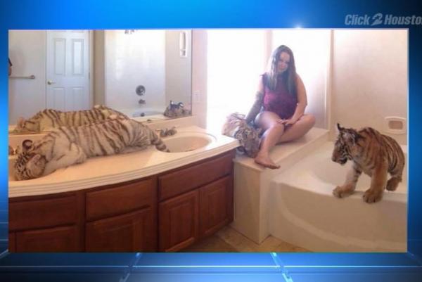 Texas mom accused of keeping tigers monkeys in home with daughter - Женщина незаконно держала у себя дома тигров и обезьян