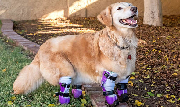 golden retriever amputation legs prosthetics 732883 - Супруги заплатили 3,5 тысячи долларов, чтобы помочь полностью безногой собаке