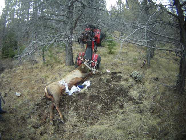 hunter elk - Американский охотник случайно напоролся на рога убитого им лося