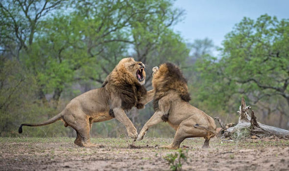 lions-fight-kruger-south-africa-733288