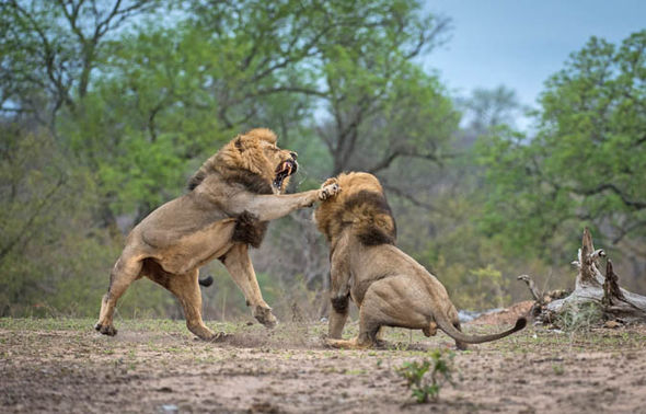 lions-fighting-male-south-africa-723649