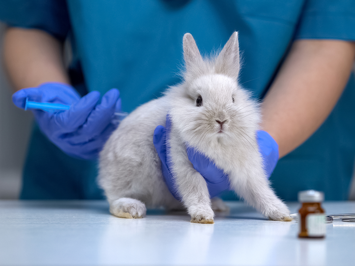 blogmain rabbit cosmetic testing shutterstock 1509618599 030221 - Власти Нью-Йорка запретили тестировать косметику на животных