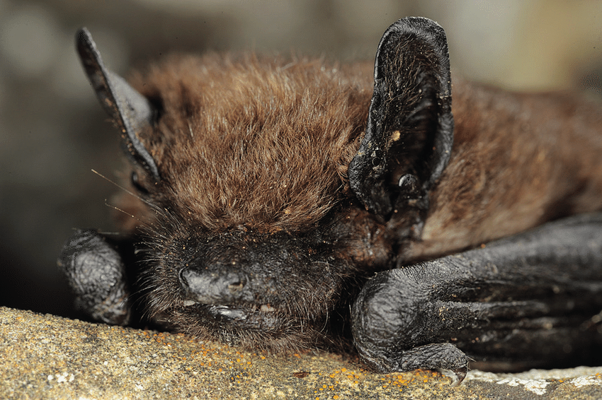 eptesicus serotinus bat infected with european bat lyssavi rus 1 eblv 1 the bat was - Как изменение климата повлияло на природу Великобритании в 2022 г