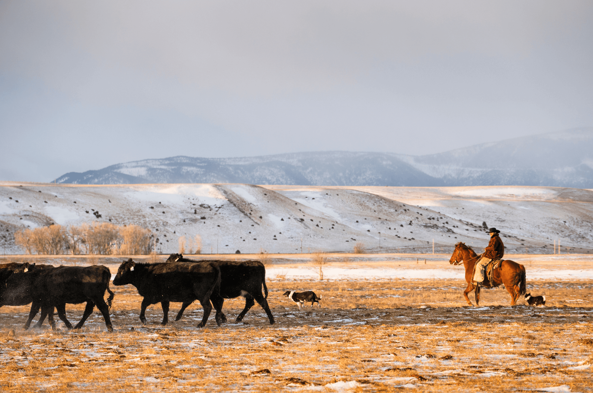 rancher with cattle - Модные регенеративные выпасы скота повышают заболеваемость животных