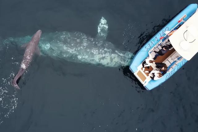 rbnabfb84f52be567208c272d7c236e966a - Туристы впервые запечатлели рождение детеныша серого кита в Южной Калифорнии