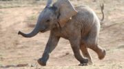 baby elephant 180x100 - Как слоны своим вкладом замедляют изменение климата?