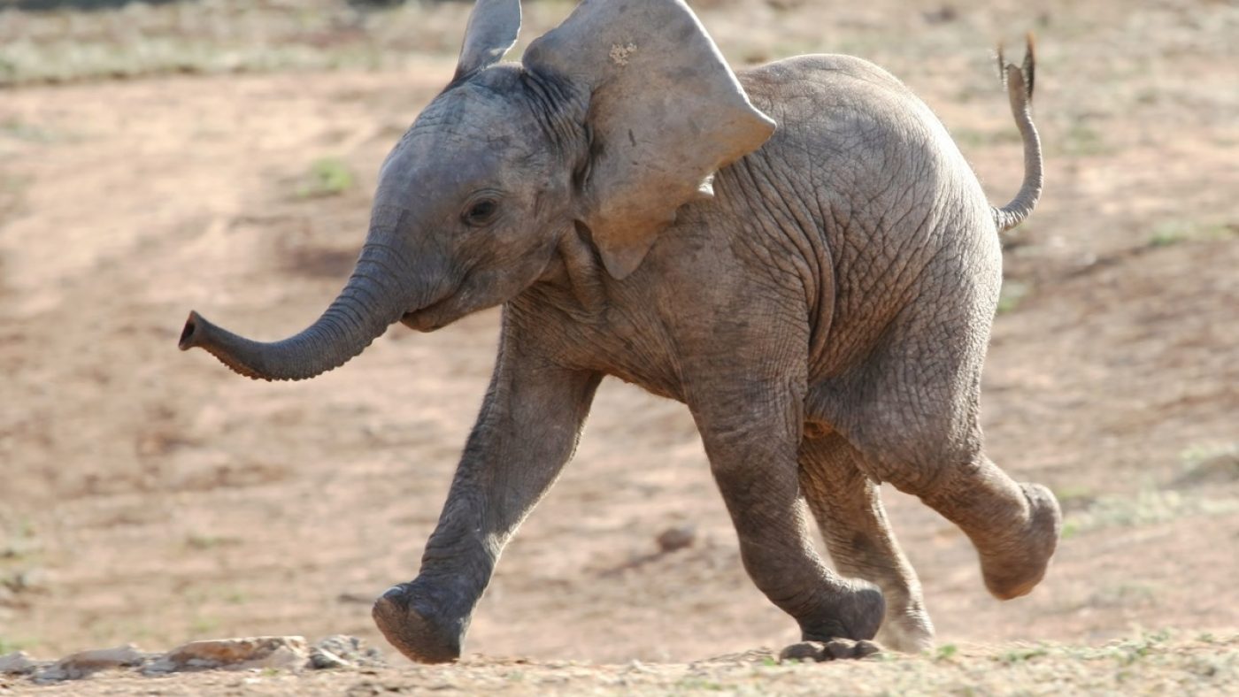 baby elephant - Как слоны своим вкладом замедляют изменение климата?
