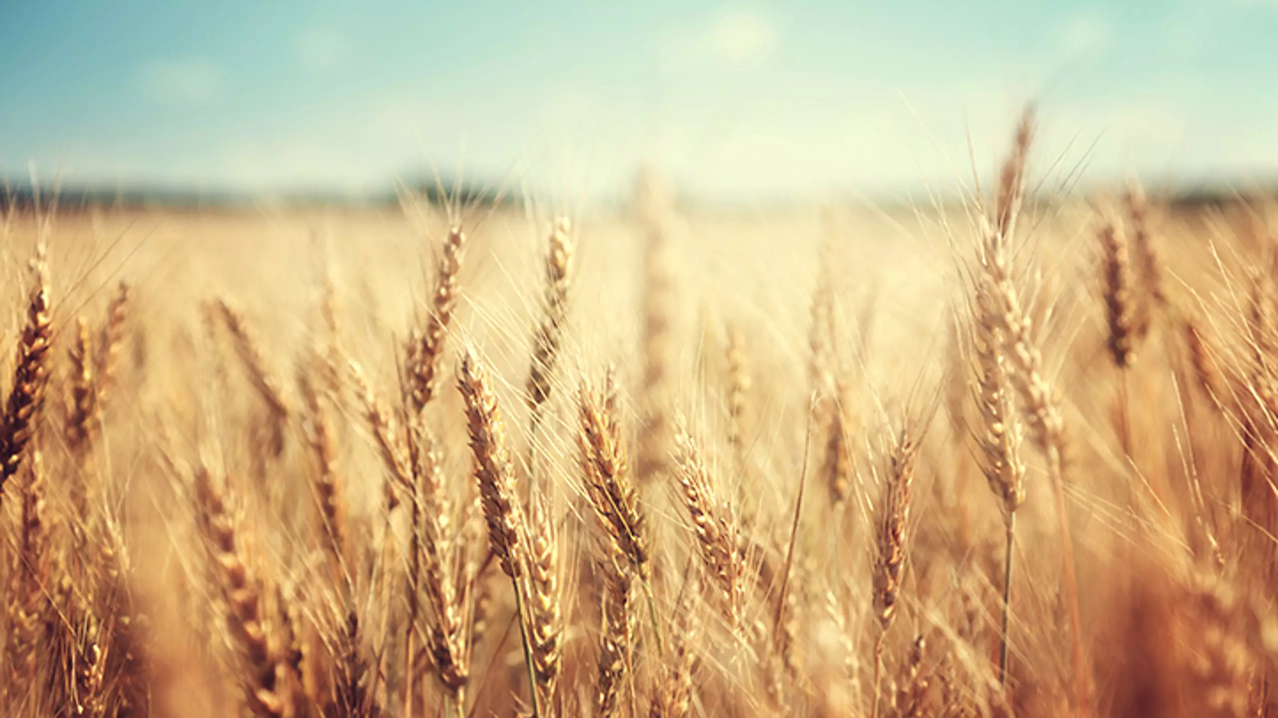 barley - Carlsberg внедряет регенеративное земледелие в своей цепочке поставок ячменя