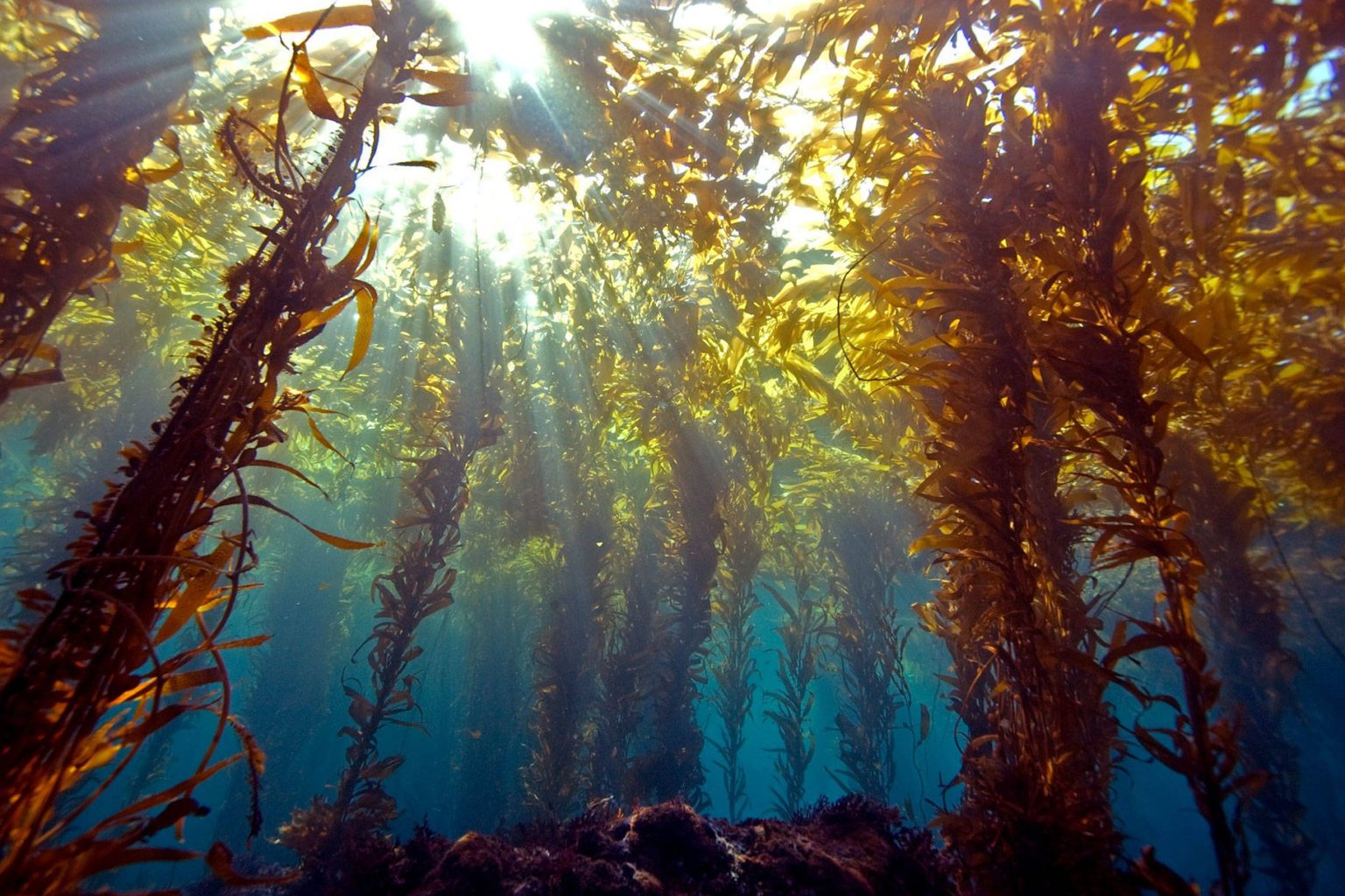 морские водоросли картинки