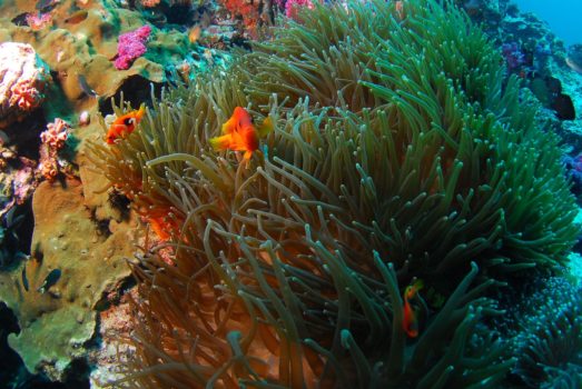 Морские водоросли искусств рифы