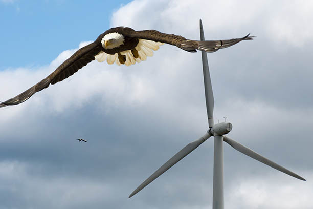 d11339d9fcfd5f51d948b7901bd45e12 - Учёные следят, как ветряные турбины сосуществуют с птицами