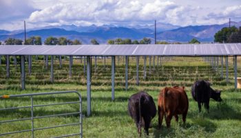 Солнечные батареи не будут приносить вред животным