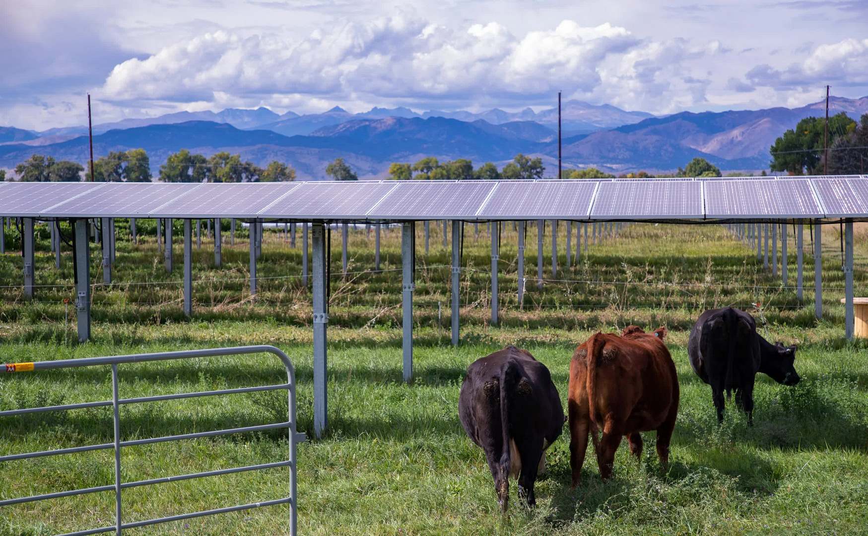 Солнечные батареи не будут приносить вред животным
