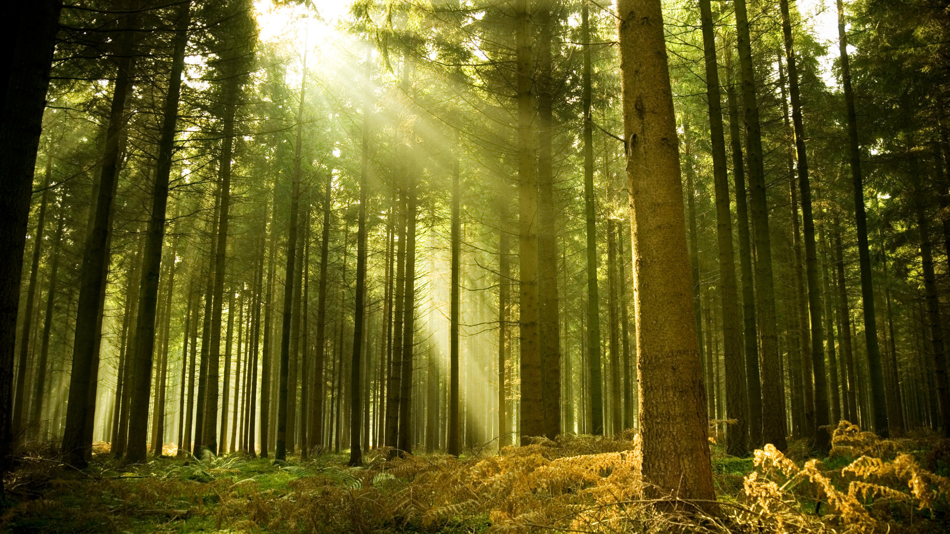 lesa - Мониторинг здоровья леса на основе искусственного интеллекта