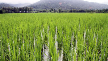 ris 350x200 - Bayer, GenZero и Shell запускают программу по сокращению выбросов при выращивании риса