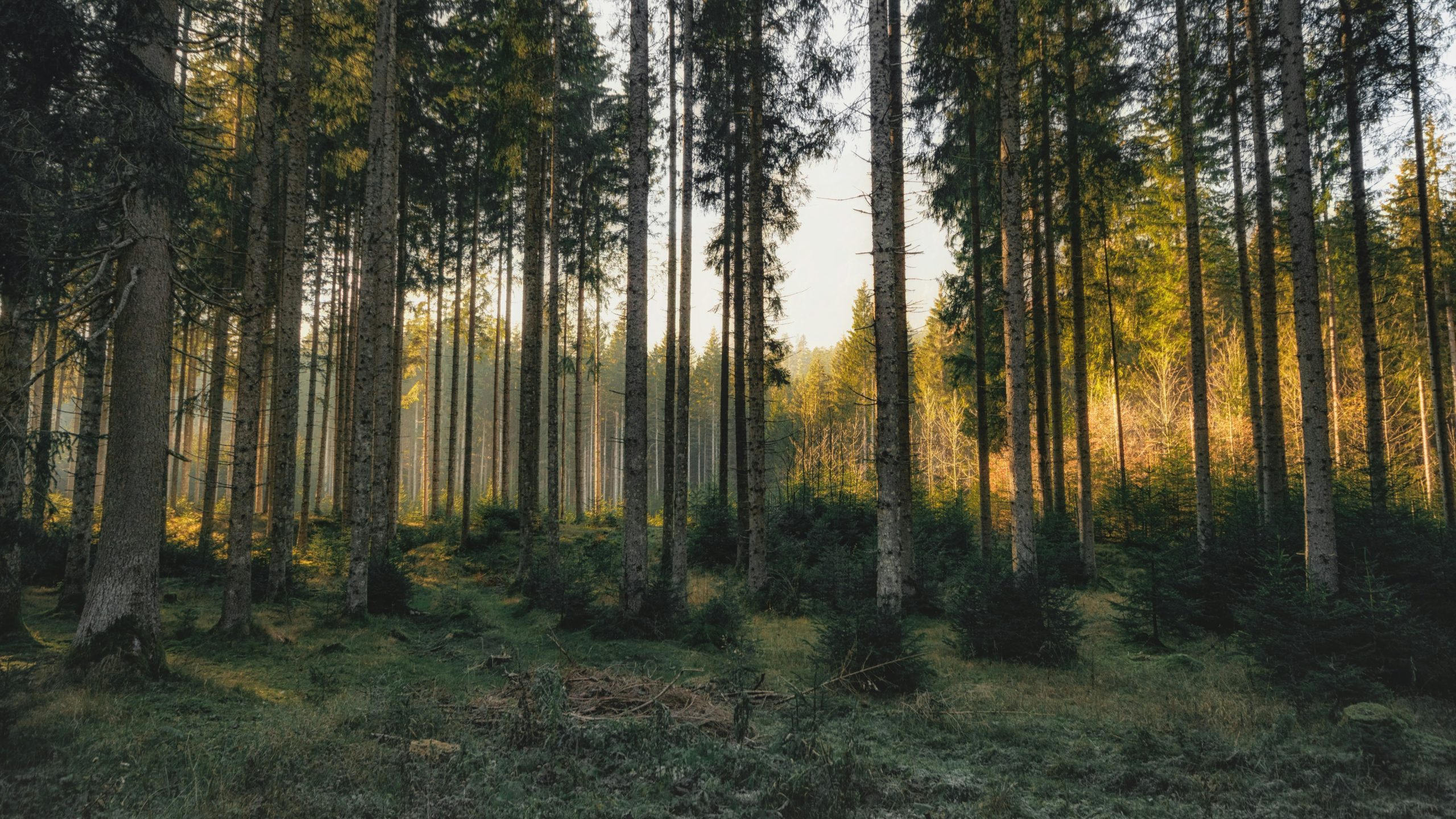 ООПТ: Девственные леса Коми